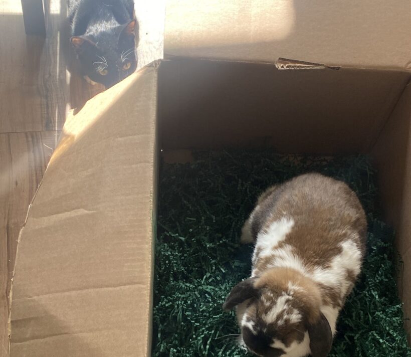 Carrot Home to Home Animal Adoption