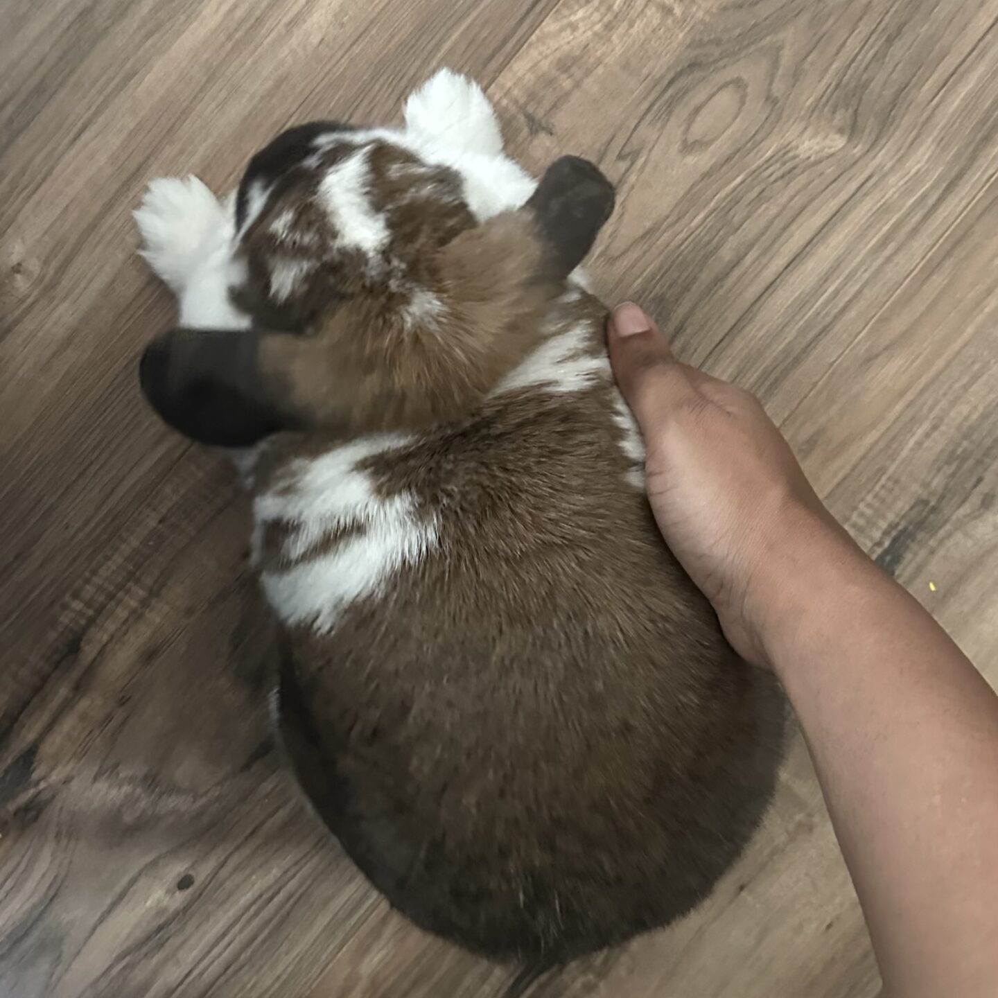 Carrot Home to Home Animal Adoption